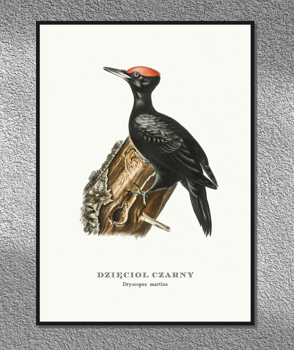 Plakat Dzi cio Czarny Ptaki Polski Grafika Ze Starego Atlasu Ptak w plakat-dzi-cio-czarny-ptaki-polski-grafika-ze-starego-atlasu-ptak-w
