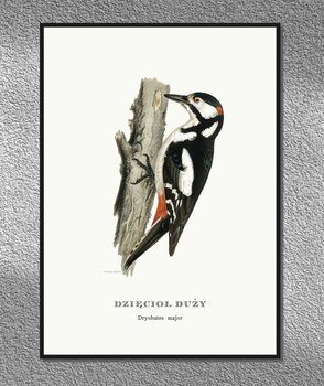 Plakat Dzięcioł Duży, ptaki Polski, grafika ze starego atlasu ptaków 21x30 cm cm (A4) / DodoPrint - DodoPrint