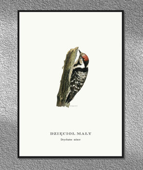 Plakat Dzięcioł Mały, ptaki Polski, grafika ze starego atlasu ptaków 21x30 cm cm (A4) / DodoPrint - DodoPrint
