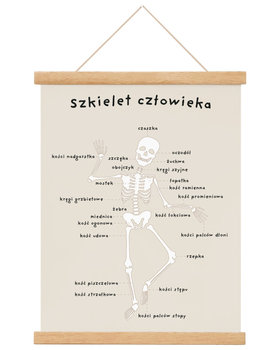 Plakat edukacyjny dla dzieci Anatomia Człowieka - Kości A3 30x40 cm / Joachimki - Inny producent