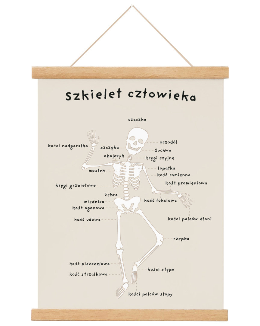 Plakat edukacyjny dla dzieci Anatomia Człowieka - Kości A4 21x30 cm ...