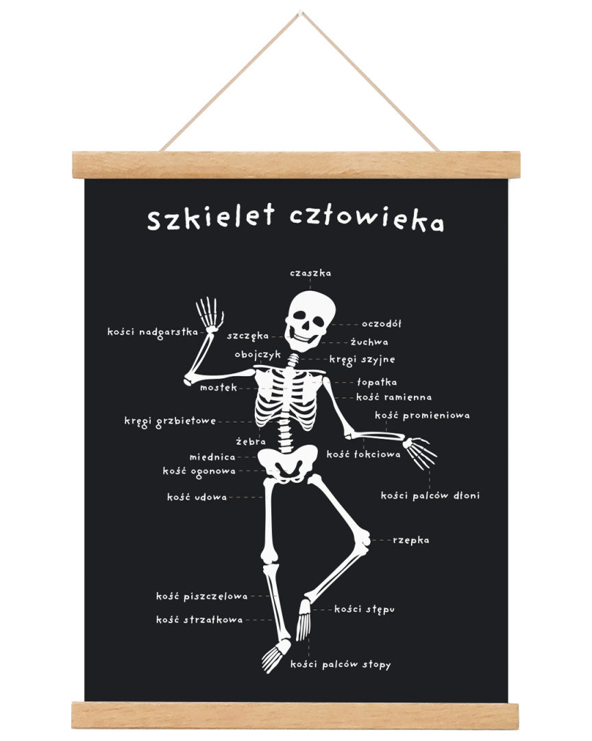 Plakat Edukacyjny Dla Dzieci Szkielet Człowieka 30x40 A3 Cm Joachimki Inna Marka Sklep 6299