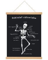 Plakat edukacyjny dla dzieci Szkielet człowieka 30x40 A3 cm / Joachimki