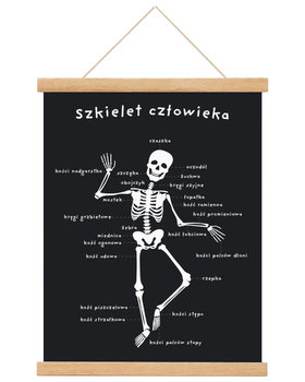 Plakat edukacyjny dla dzieci Szkielet człowieka 30x40 A3 cm / Joachimki - Inny producent