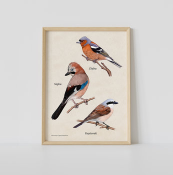 Plakat edukacyjny z ptakami Zięba, Sójka, Gąsiorek,  30 x 40 cm, zwierzęta, bez ramy - TukanMedia