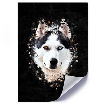 Plakat FEEBY Husky syberyjski, 50x70 cm - Feeby