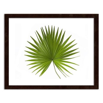 Plakat FEEBY Liść palmy, 60x40 cm - Feeby