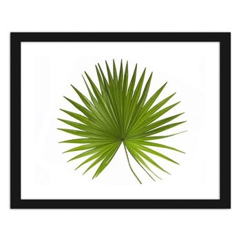 Plakat FEEBY Liść palmy, 70x50 cm - Feeby