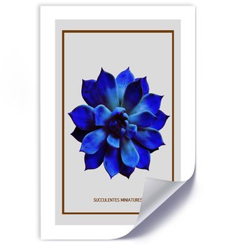 Plakat FEEBY Sukulent niebieski minimalizm 40x60 - Feeby