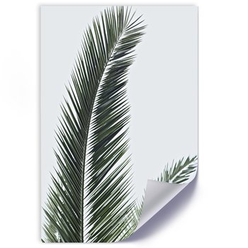 Plakat FEEBY Zbliżenie na palmowe liście 40x60 - Feeby