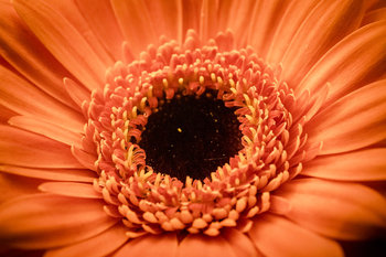 Plakat, Gerbera, 59,4x42 cm - reinders