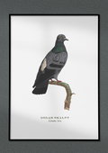 Plakat Gołąb, ptaki Polski, grafika ze starego atlasu ptaków 21x30 cm (A4) / DodoPrint - DodoPrint