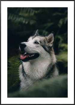 Plakat Husky - 50x70 cm - Posteracademy