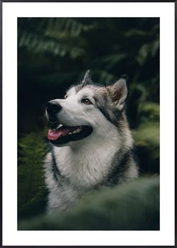 Plakat Husky - 70x100 cm - Posteracademy