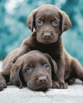 plakat KEITH KIMBERLIN - CHOC LABS - GB eye