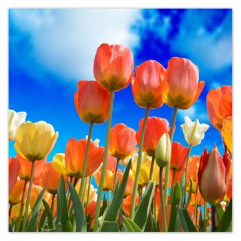 Plakat Kolorowe tulipany Kwiaty, 70x70 cm - ZeSmakiem