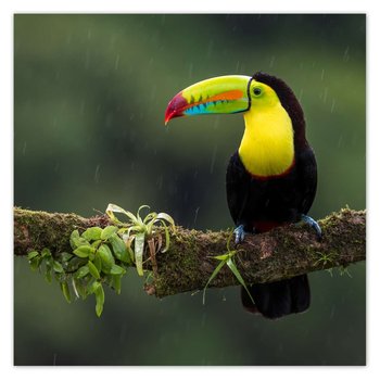 Plakat Kolorowy tukan na gałęzi, 70x70 cm - ZeSmakiem