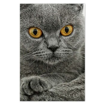 Plakat Kot brytyjski krótkowłosy, 60x90 cm - ZeSmakiem