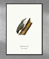 Plakat Kowalik, ptaki Polski, grafika ze starego atlasu ptaków 21x30 cm (A4) / DodoPrint Dodoprint