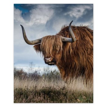 Plakat Krowa rasy wyżynnej, 40x50 cm - ZeSmakiem