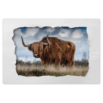 Plakat Krowa rasy wyżynnej, 90x60 cm - ZeSmakiem