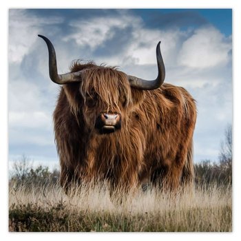 Plakat Krowa szkocka wyżynna, 30x30 cm - ZeSmakiem