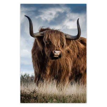 Plakat Krowa szkocka wyżynna, 40x60 cm - ZeSmakiem