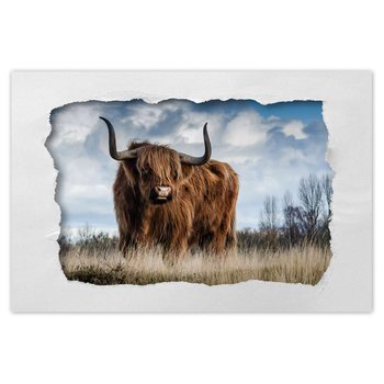 Plakat Krowa szkocka wyżynna, 90x60 cm - ZeSmakiem
