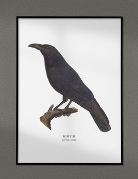 Plakat Kruk, ptaki Polski, grafika ze starego atlasu ptaków 21x30 cm (A4) / DodoPrint - DodoPrint