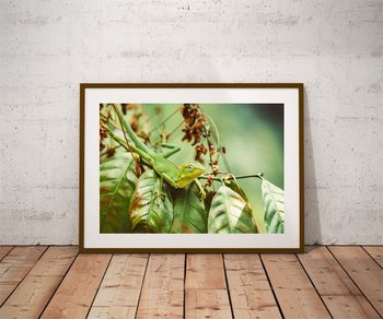 Plakat, lizzard, 30x20 cm - reinders