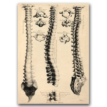 Plakat na ścianę John Fotherby Anatomy Art A3 - Vintageposteria