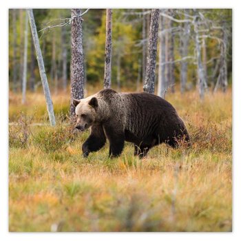 Plakat Niedźwiedź w lesie, 70x70 cm - ZeSmakiem