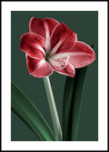 Plakat Obraz Kwiat Amarylis 30x42 cm (A3) - Poster Story PL