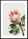 Plakat Obraz Kwiat Protea Królewska 50x70 cm (B2) - Poster Story PL