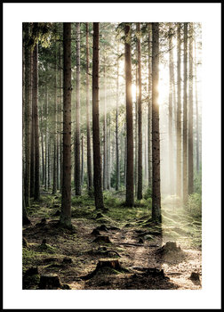 Plakat Obraz O Świcie w Lesie 30x42 cm (A3) - Poster Story PL
