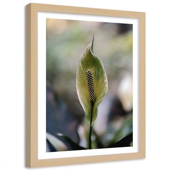 Plakat ozdobny w ramie naturalnej FEEBY Roślina obrazkowate egoztyka, 60x80 cm - Feeby