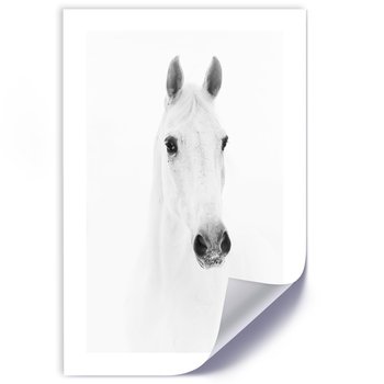 Plakat poster FEEBY, Biały Koń Zwierzęta Natura 40x60 - Feeby