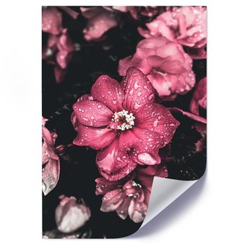 Plakat poster FEEBY, Kwiaty Różowe Przyroda 40x50 - Feeby