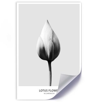 Plakat poster FEEBY, Lotos Kwiat Czarno Biały 40x60 - Feeby