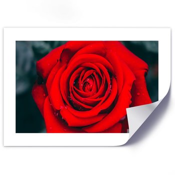 Plakat poster FEEBY, Piękna Czerwona Róża Kwiat 90x60 - Feeby