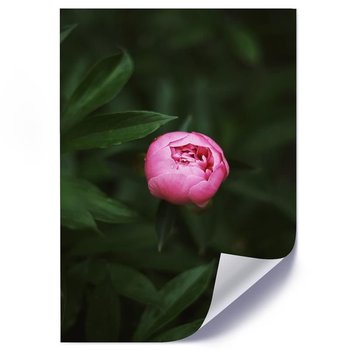 Plakat poster FEEBY, Różowy Kwiat Pąk Natura 60x90 - Feeby