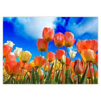 Plakat poziomy Kolorowe tulipany Kwiaty, 59,4x42  cm - ZeSmakiem