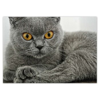 Plakat poziomy Kot brytyjski krótkowłosy, 118,9x84,1  cm - ZeSmakiem