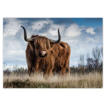 Plakat poziomy Krowa szkocka wyżynna, 59,4x42  cm - ZeSmakiem