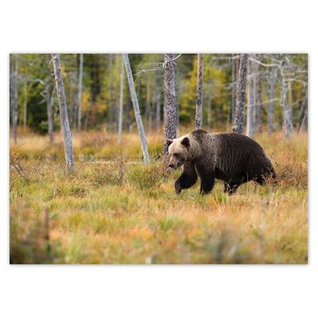 Plakat poziomy Niedźwiedź w lesie, 59,4x42  cm - ZeSmakiem