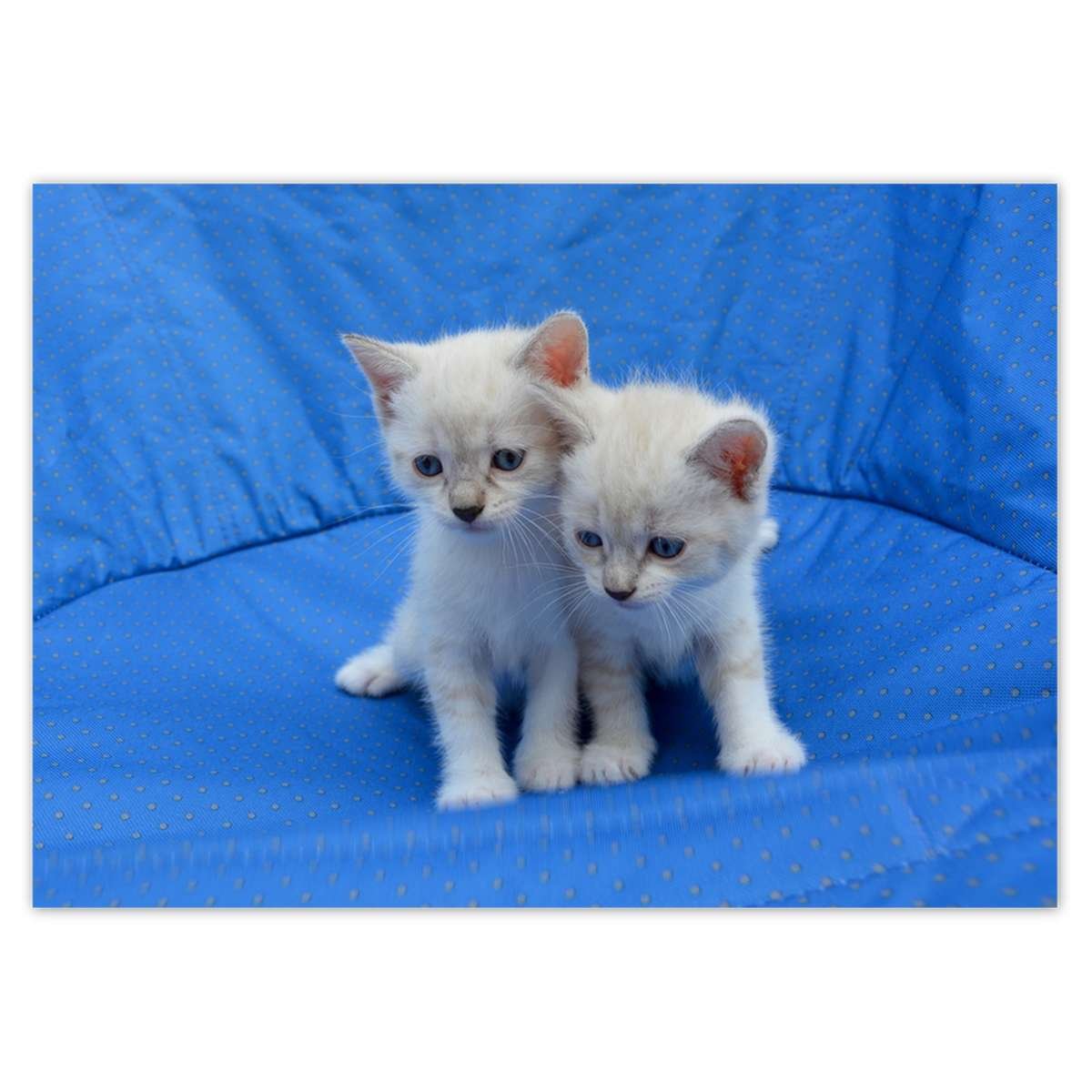 Plakat Poziomy Weso e Kociaki Koci ta 29 7x21 Cm ZeSmakiem Sklep plakat-poziomy-weso-e-kociaki-koci-ta-29-7x21-cm-zesmakiem-sklep