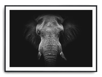 Plakat r 91x61 cm Słoń Natura Zwierzę - Printonia