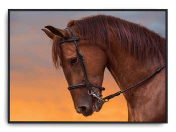 Plakat r A4 30x21 cm Konie Zwierzęta Natura - Printonia