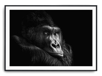 Plakat r A4 30x21 cm Szympans Małpa Natura Zwierzę - Printonia