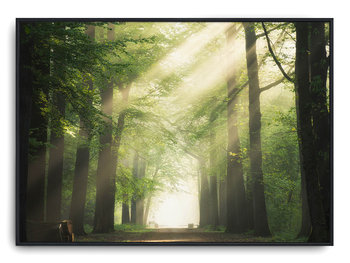 Plakat r A4 30x21 cm Zieleń Las Drzewa Słońce Natu - Printonia